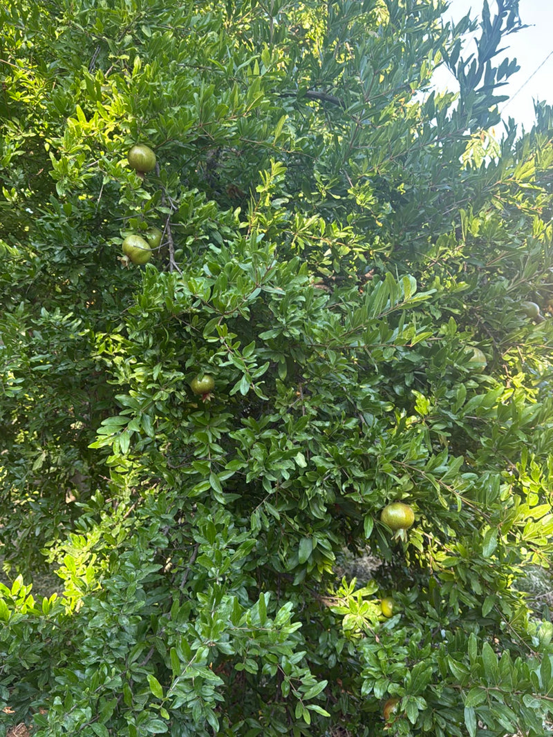 Een dichte granaatappelboom is te zien, met veel groene bladeren en verschillende onrijpe, groene vruchten tussen het bladerdek.