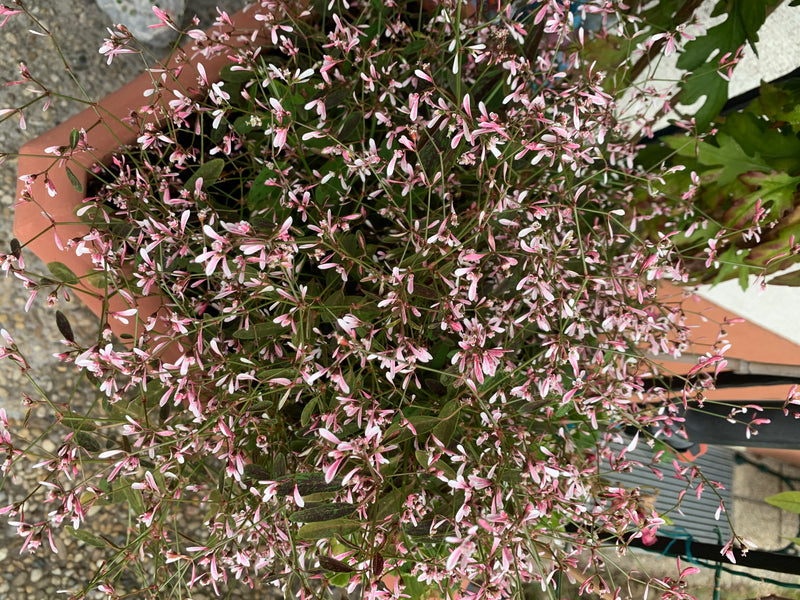 De afbeelding toont een bloeiende grasbladige wolfsmelk met vele delicate witte en roze schutblaadjes in een bloempot.