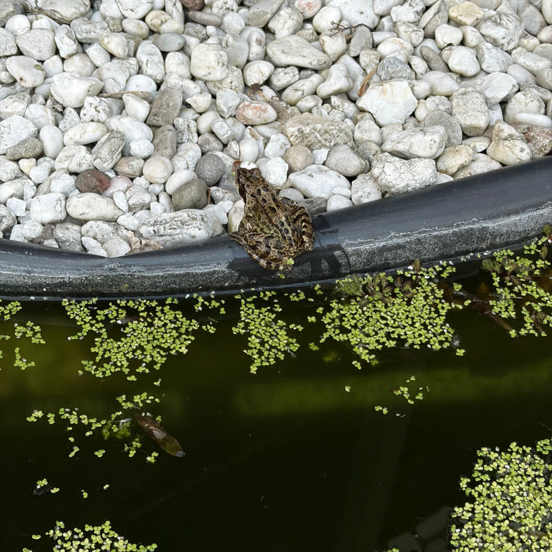 Grasfrosch — Bild 2