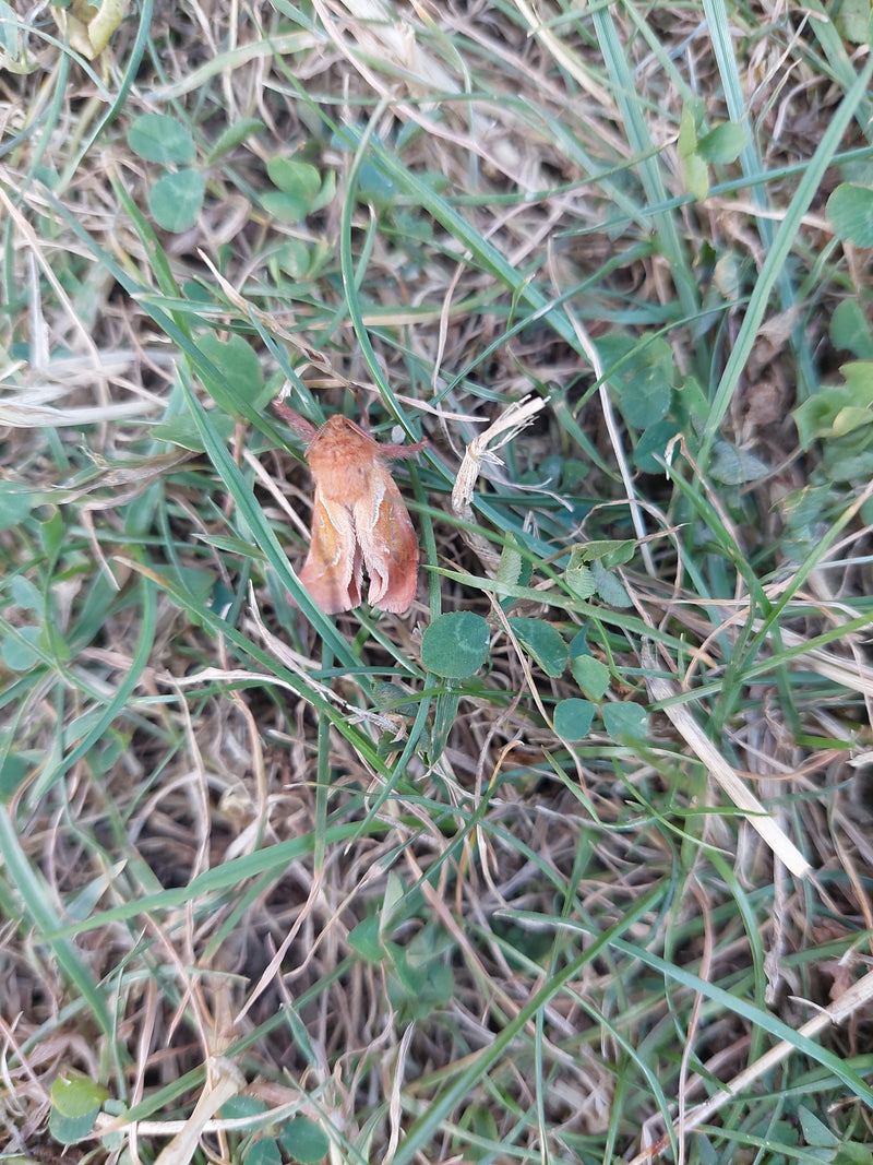 Gras kakelt — Bild 1