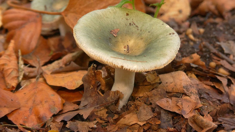 Grasgrüner Täubling — Bild 2