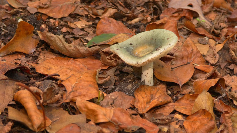 Grasgrüner Täubling — Bild 1