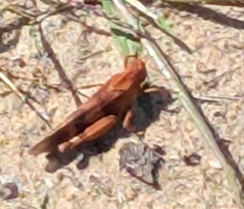 Sprinkhaan (geslacht Chorthippus) — Bild 3