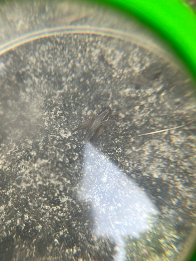 Sprinkhaan (geslacht Chorthippus) — Bild 2