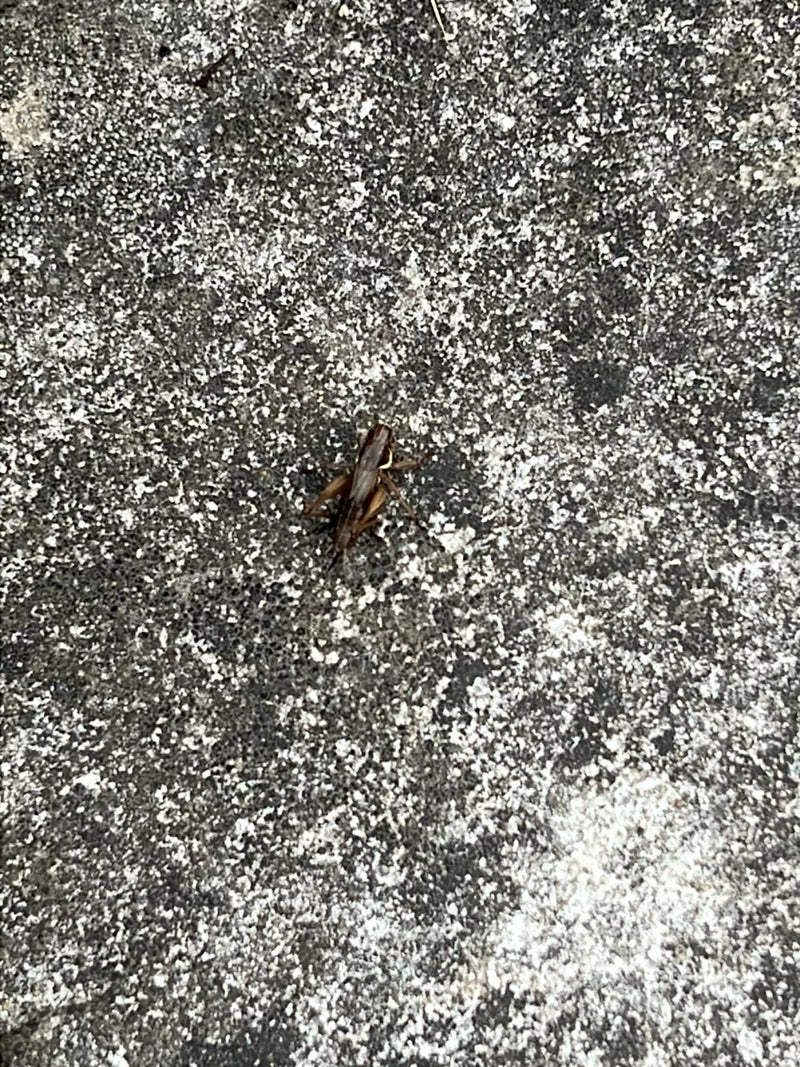 Sprinkhaan (geslacht Chorthippus) — Bild 1