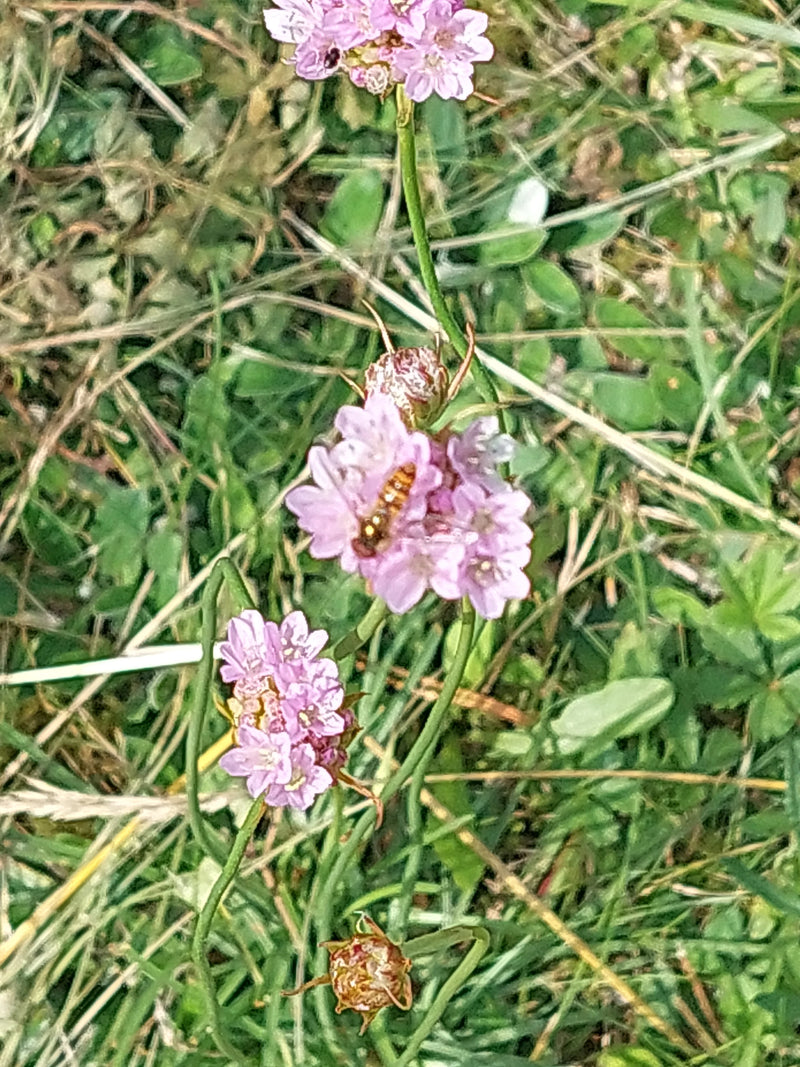De afbeelding toont roze bloemhoofdjes en groene stengels van het engelengras die in een weide groeien. De foto legt de planten van bovenaf vast in hun natuu...