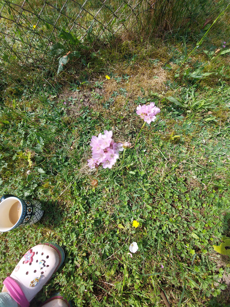 Een engels grasje bloeit in de wei met zijn kenmerkende roze bloeiwijzen. De opname toont de plant van bovenaf in zijn natuurlijke omgeving.