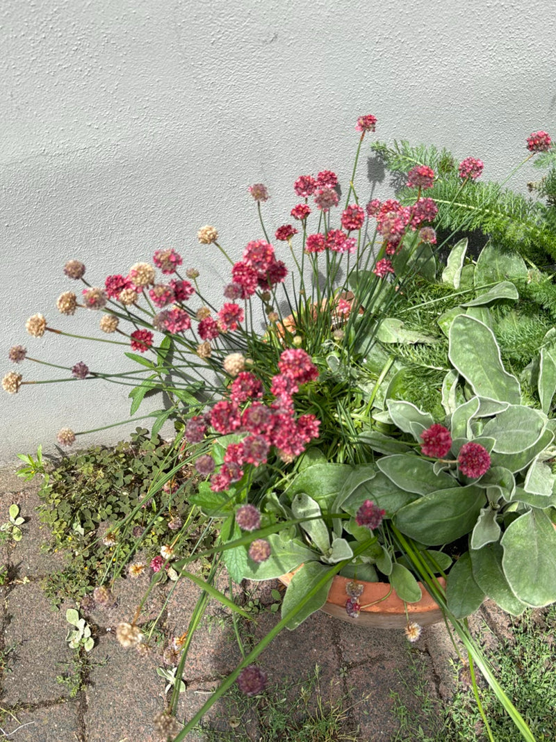 Te zien zijn de karakteristieke roze tot roodachtige bloemhoofdjes en smalle bladeren van het Engels gras in een bloempot. De plant staat voor een lichte muu...