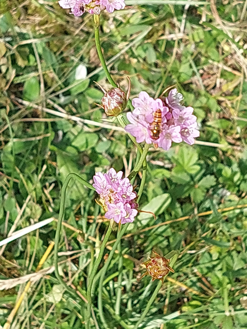 De afbeelding toont de kenmerkende roze bloemhoofdjes en smalle bladeren van het engels gras. Het groeit te midden van groen gras en weidevegetatie.