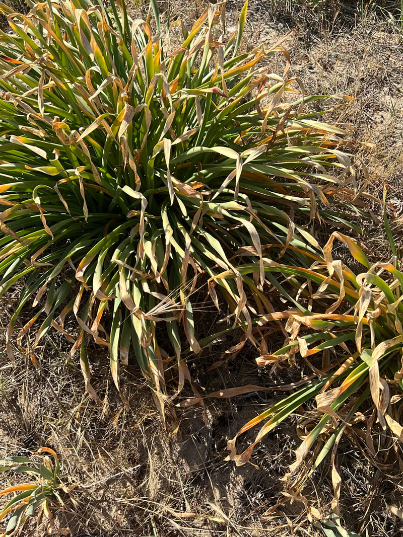 Te zien is een engels gras met dichte, grasachtige bladeren, waarvan sommige al droog zijn. De plant groeit op droge grond in de omgeving.