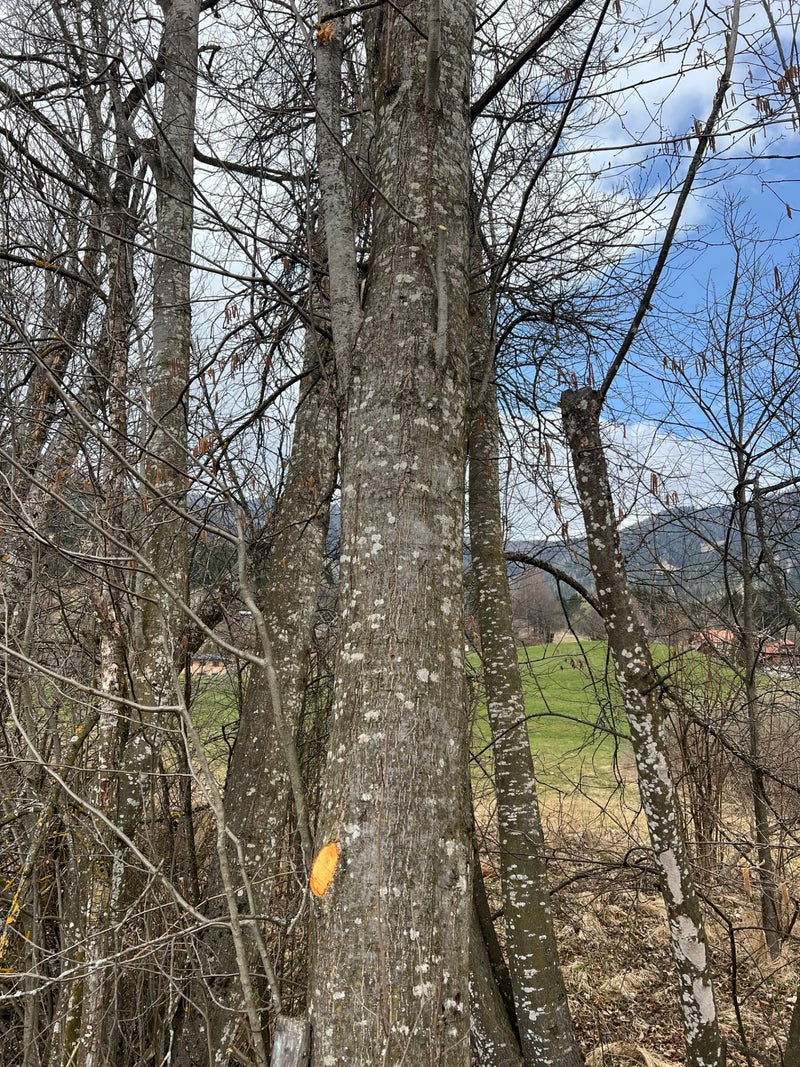 Grijze els — Bild 1