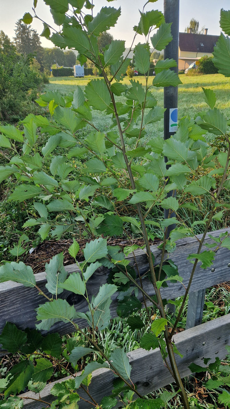 De afbeelding toont een jonge witte els met zijn kenmerkend getande bladeren. De foto is genomen aan de rand van een weiland voor een houten hek.