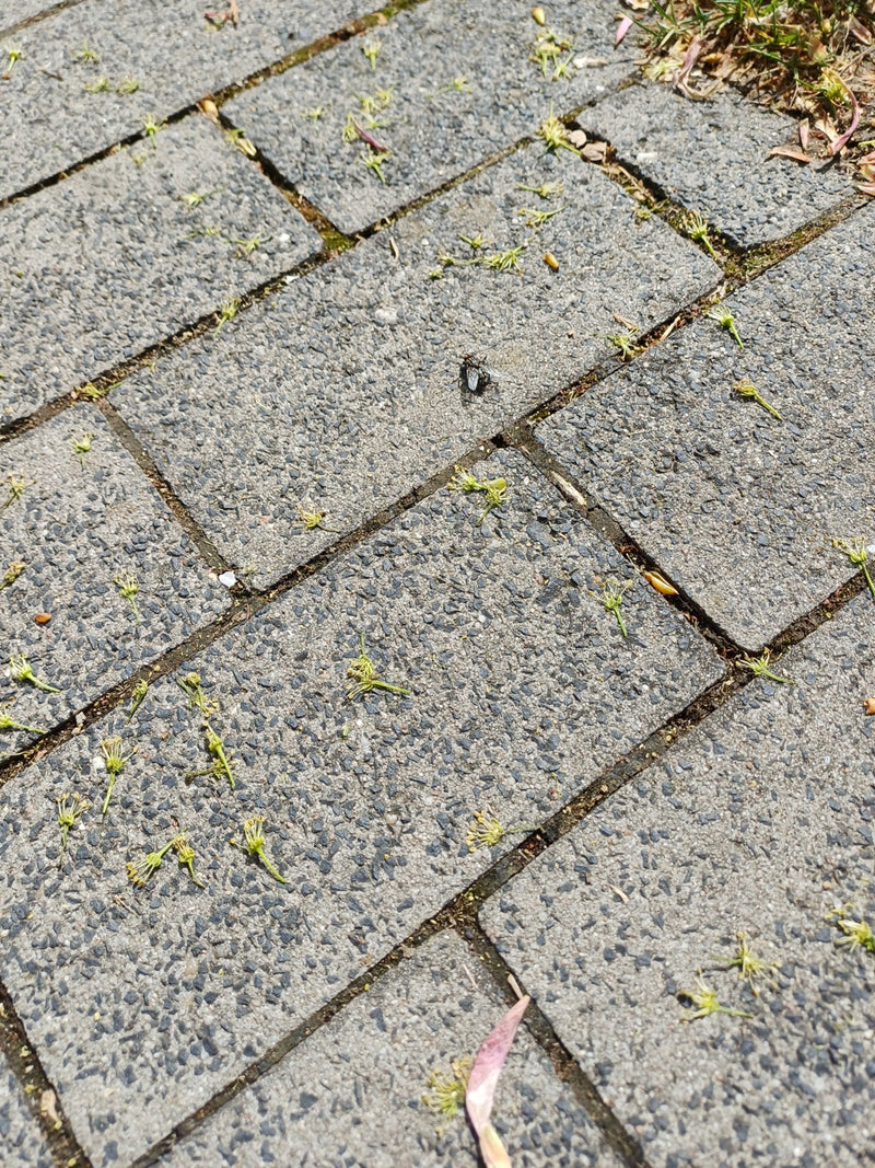 Gemeenschappelijke vleesvlieg — Bild 1