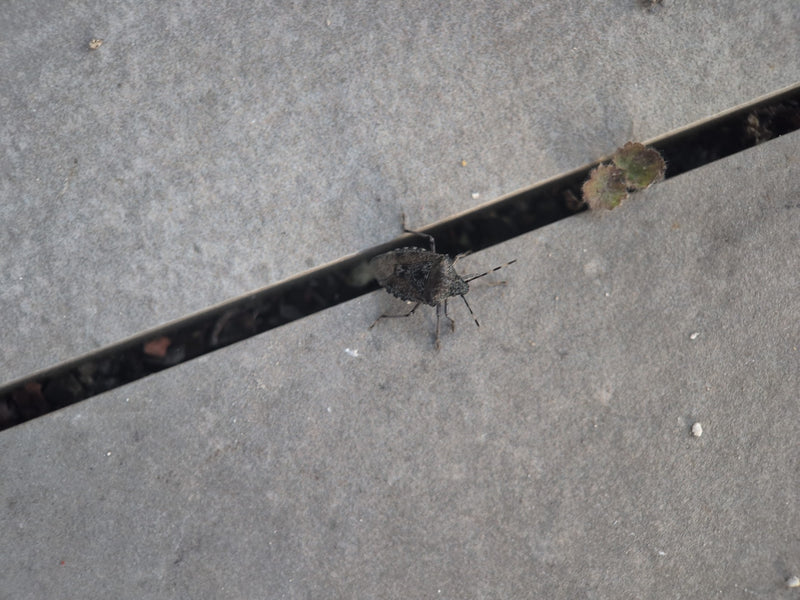Veldbug — Bild 4