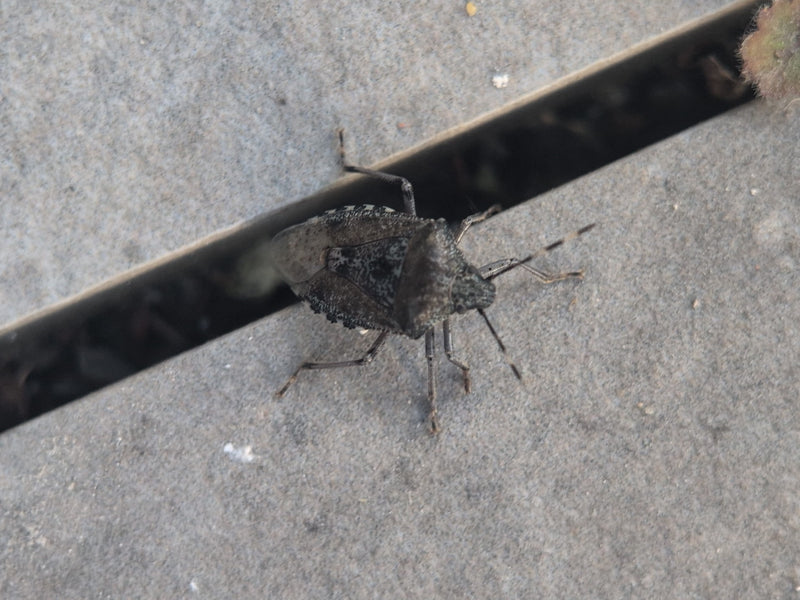 Veldbug — Bild 3
