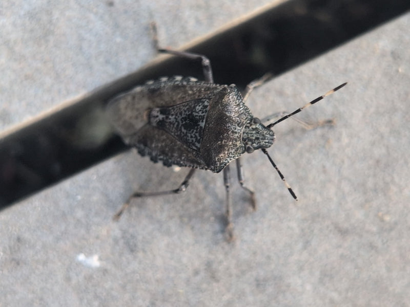 Veldbug — Bild 2