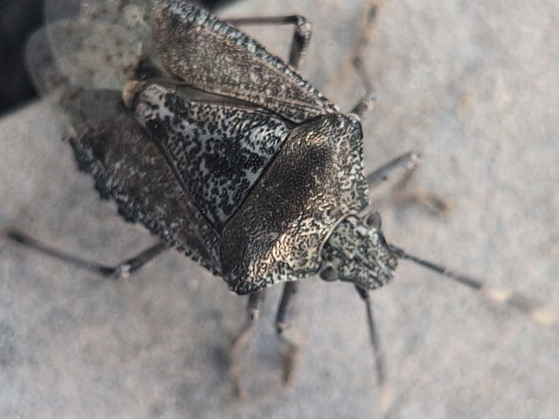 Veldbug — Bild 1