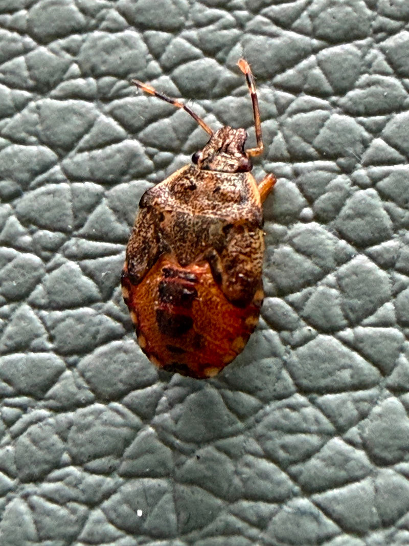 Een grauwe veldwant zit van bovenaf op een gestructureerd, grijs oppervlak. Het insect is duidelijk zichtbaar en toont zijn karakteristieke tekening.
