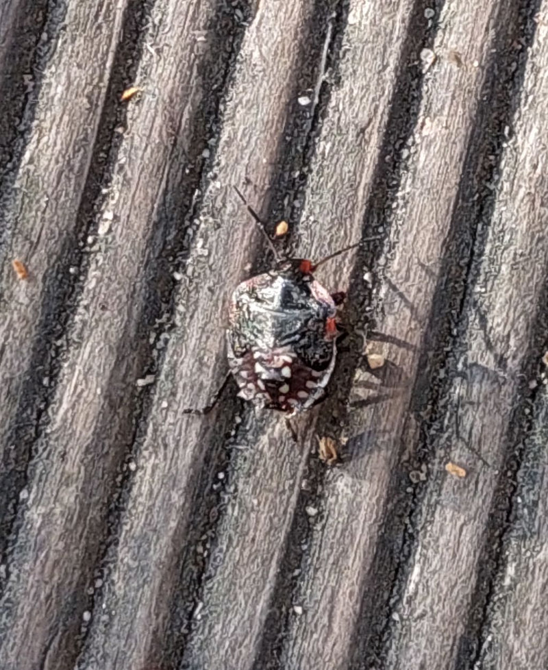 Een nimf van de grauwe veldwants zit op een gestructureerd houten oppervlak. Het insect is goed zichtbaar van bovenaf.