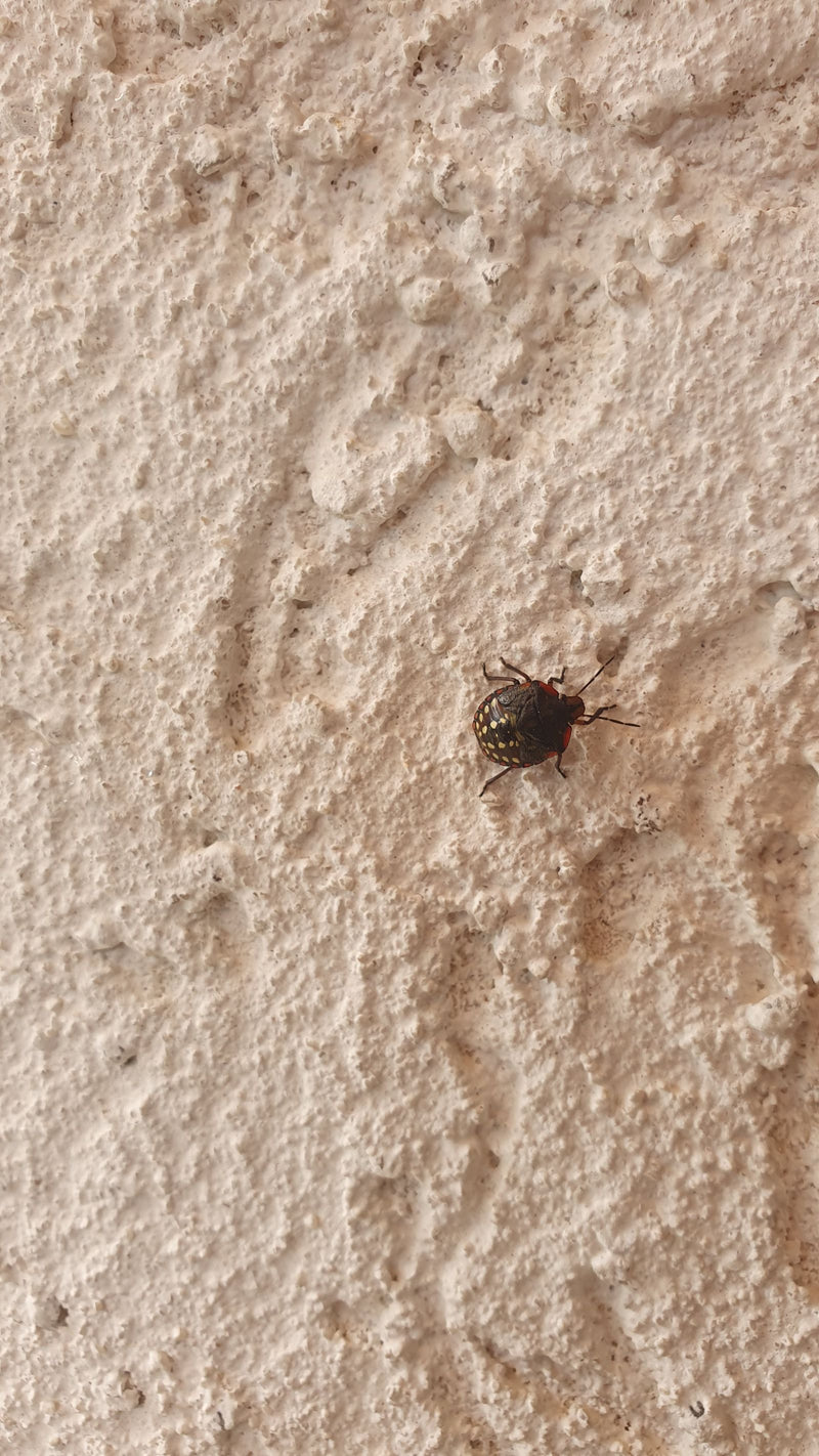 Een nimf van de grauwe veldwant zit op een lichte, gestructureerde muur. Het insect laat zijn typische gevlekte jeugdstadium zien.