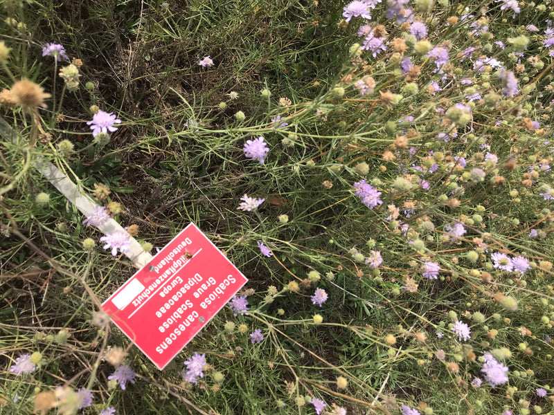 Graue Skabiose — foto 1 van 1