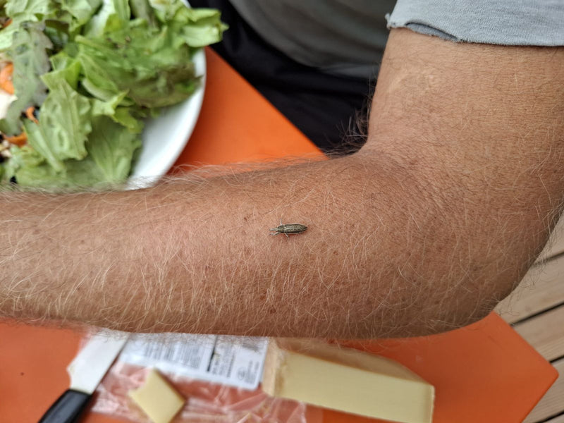 Grijze bladkever — foto 1 van 2