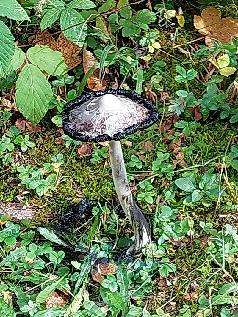 Grauer Falten-Tintling — foto 1 van 1
