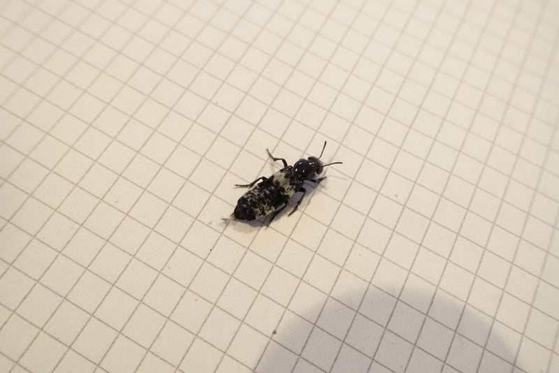 Grauer Kurzflügelkäfer — foto 2 van 2
