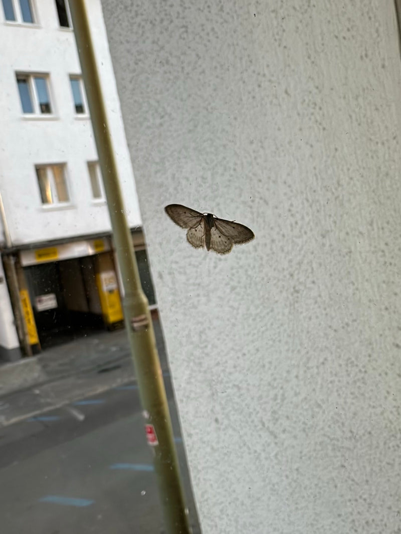 Grijze steenmot — Bild 2