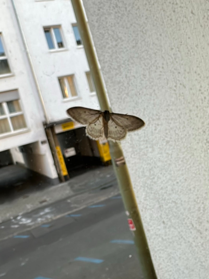 Grijze steenmot — Bild 1