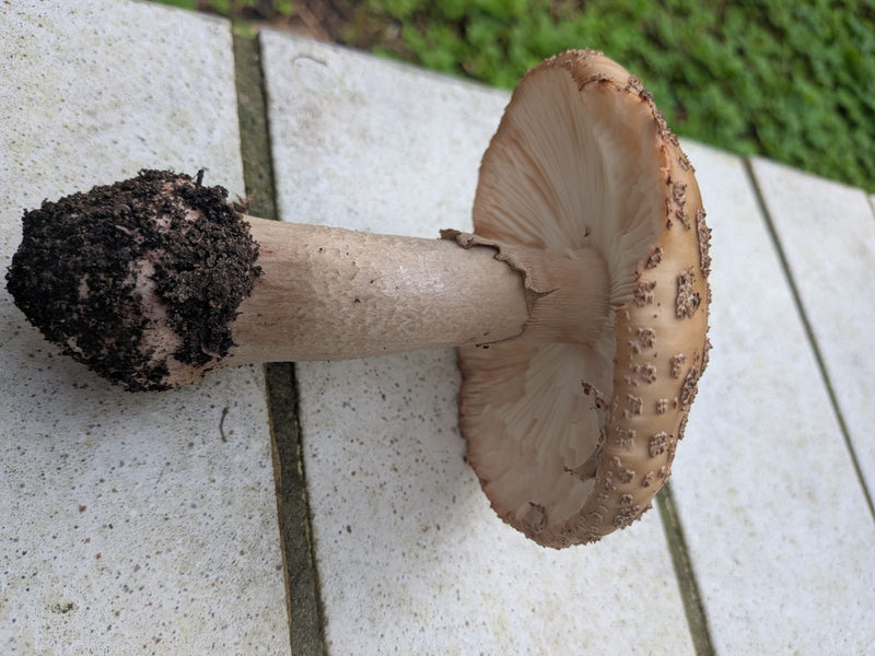 Grauer Wulstling — foto 1 van 1