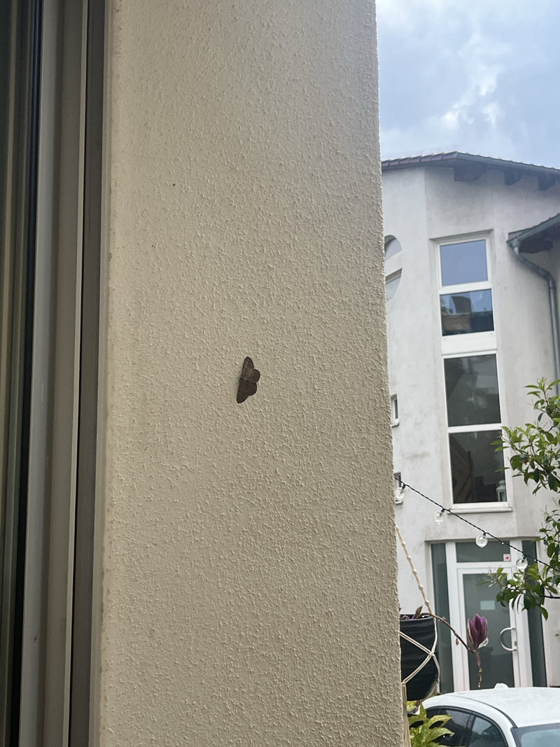 Grijze dwergmot — Bild 2