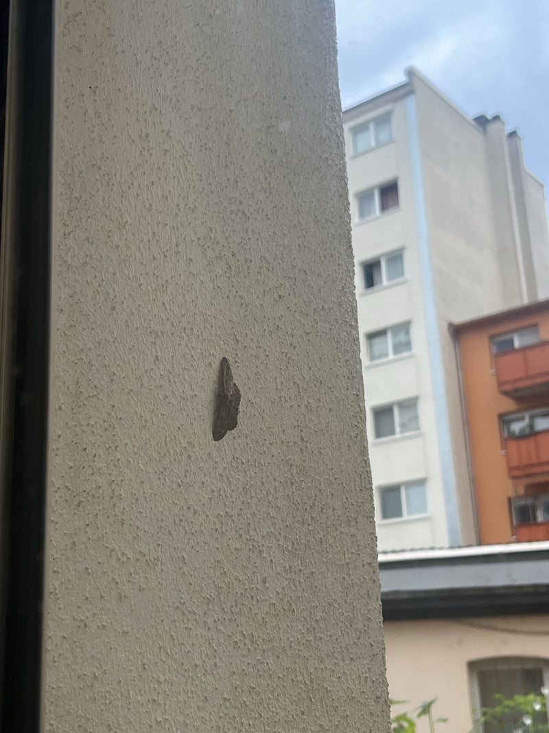 Grijze dwergmot — Bild 5