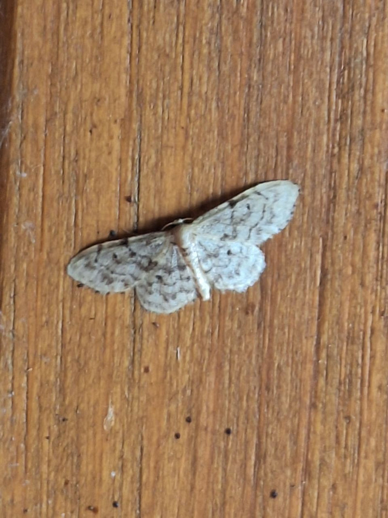 Grijze dwergmot — Bild 4
