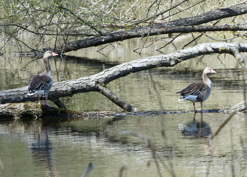 Grijze gans — Bild 2