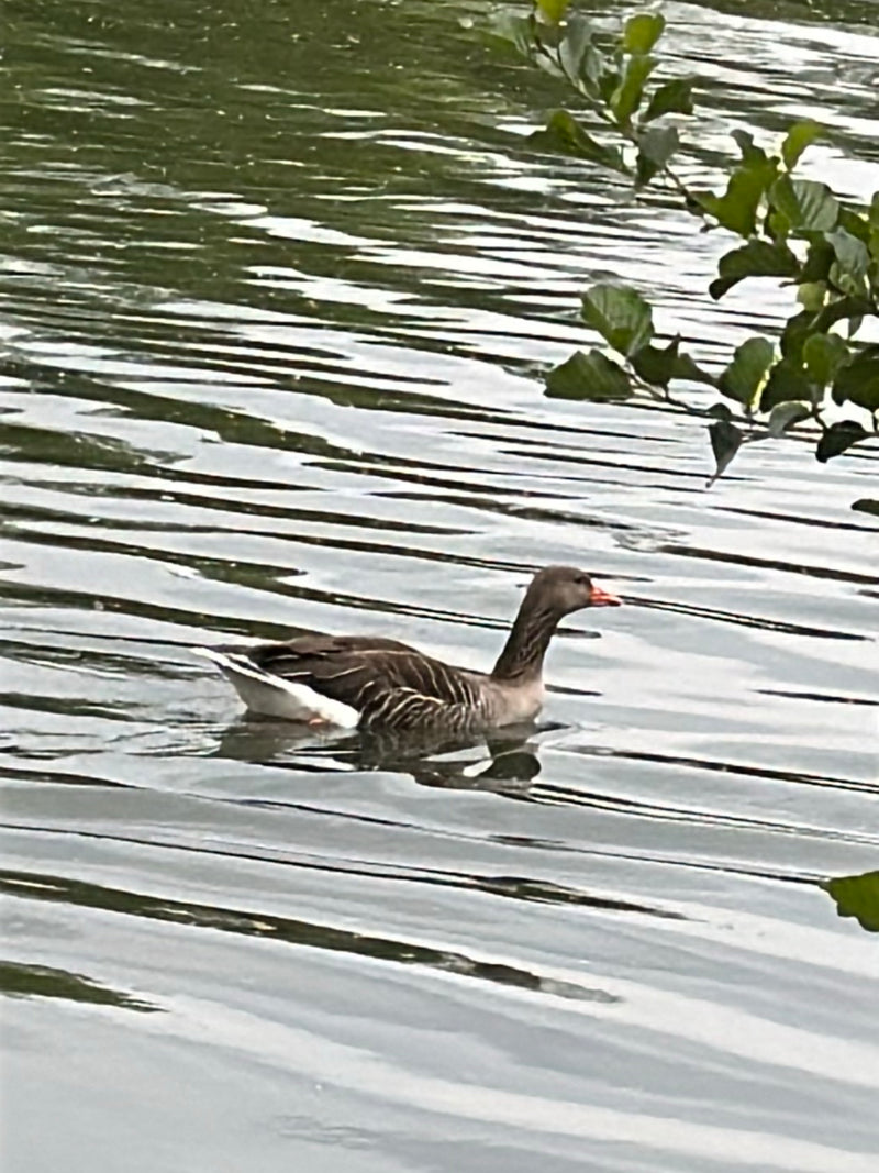 Een grauwe gans zwemt rustig op een wateroppervlak met lichte rimpelingen. Takken met groene bladeren zijn op de voorgrond zichtbaar.
