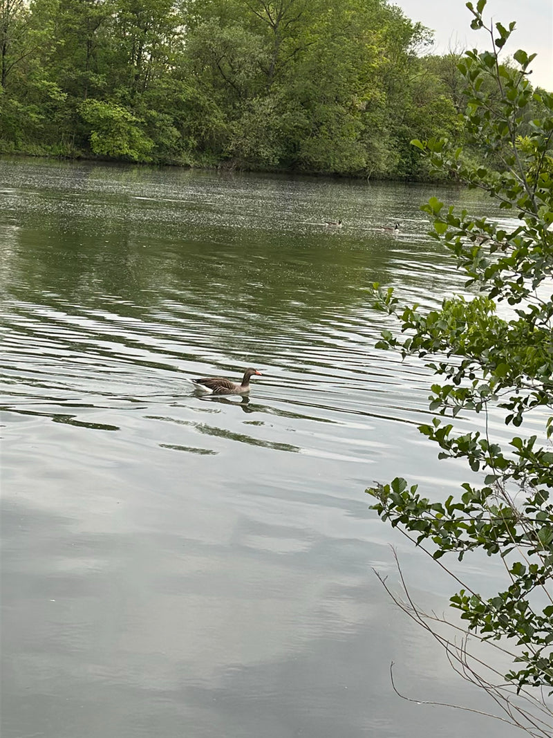 Een grauwe gans zwemt op de voorgrond op rustig water. Op de achtergrond is een begroeide oever te zien.