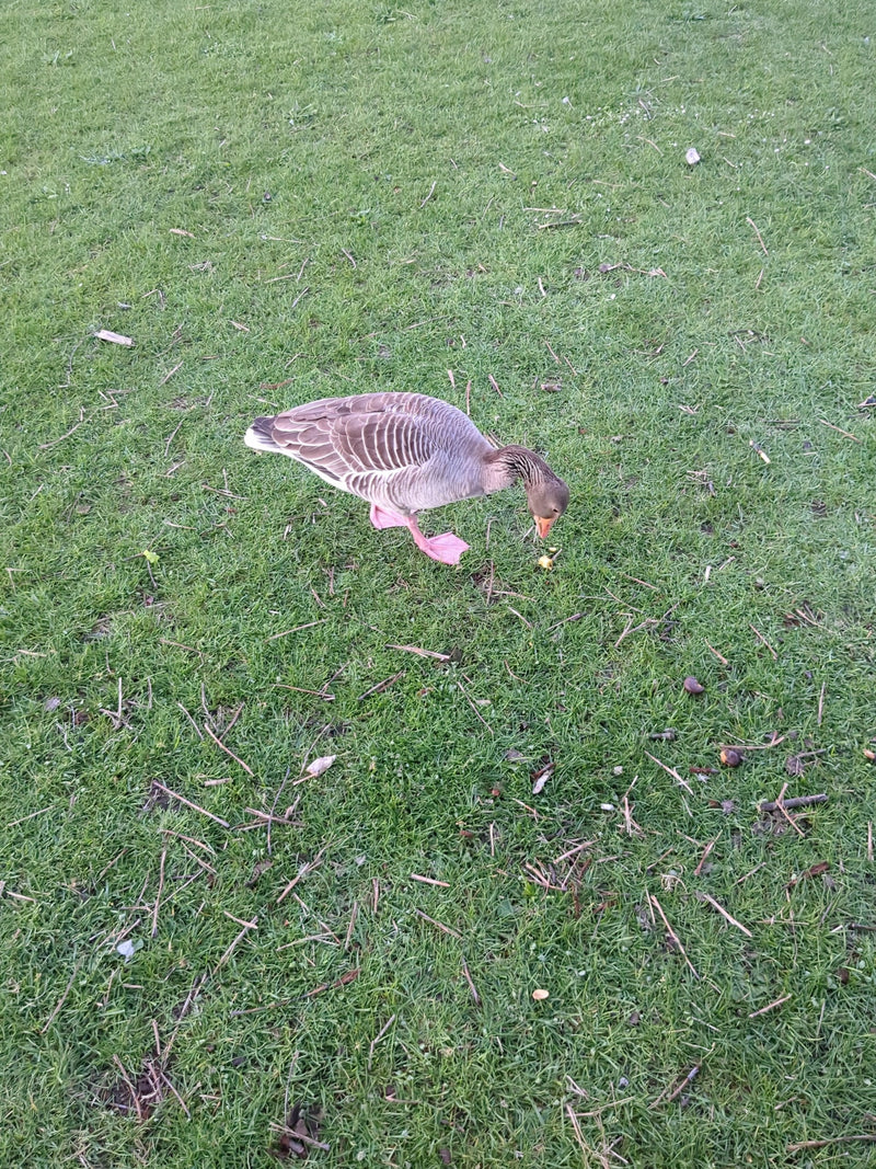 Grijze gans — Bild 1