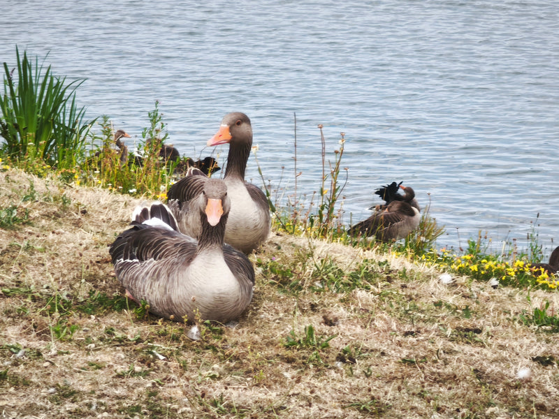 Verschillende grauwe ganzen rusten op een grasrijke oever vlakbij het water. De vogels tonen hun typische verenkleed en kenmerkende oranje snavels.