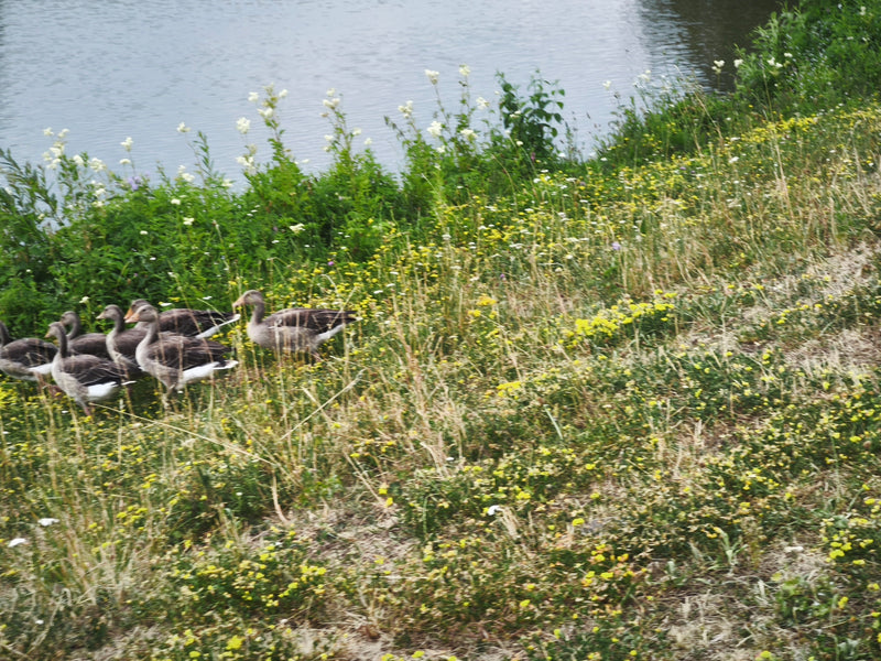 Verschillende grauwe ganzen lopen in het hoge gras van een weiland bij een waterkant. Ze bewegen zich samen in één richting.