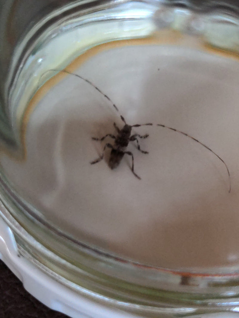 Graugefleckter Kantenbock — Bild 2