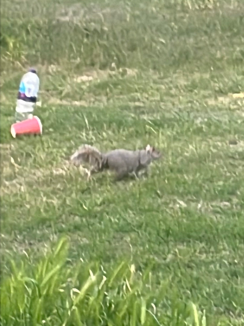 Grauhörnchen — Bild 3