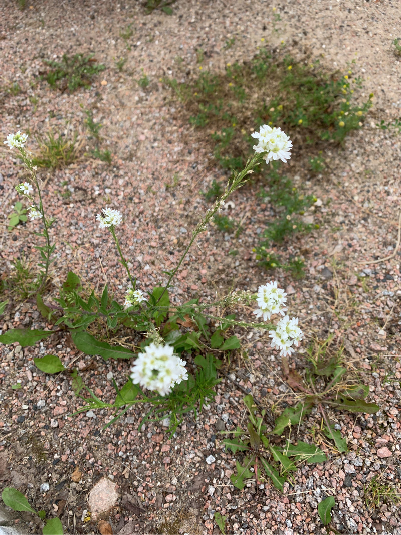Grijze tuinkers — Bild 1
