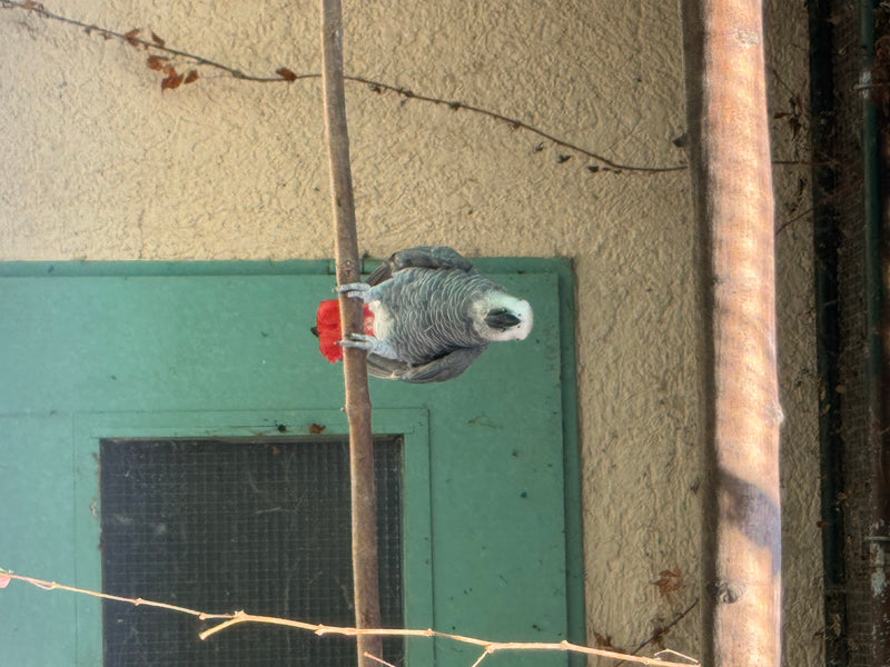 Graupapagei — foto 1 van 2