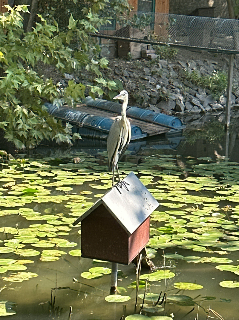Een blauwe reiger staat op het dak van een klein huisje in een vijver met leliebladeren. De vogels kijkt aandachtig opzij.