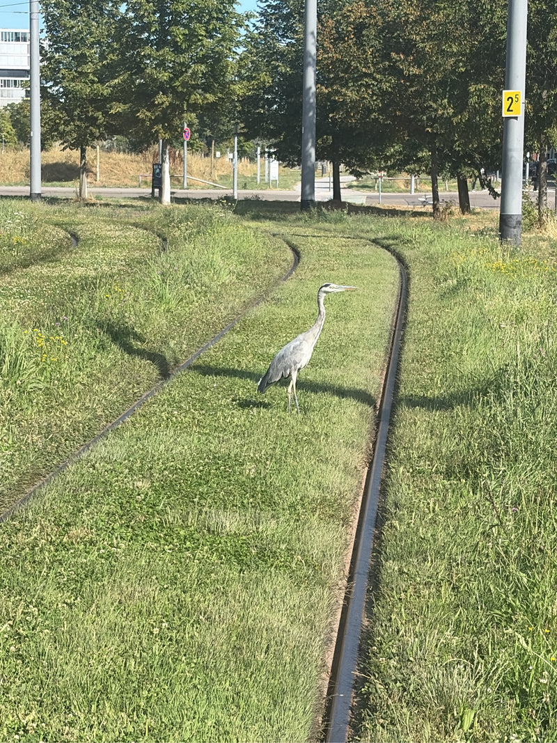 Een blauwe reiger staat wachthond op een begroeide tramrails. Op de achtergrond zijn masten en bomen te zien.