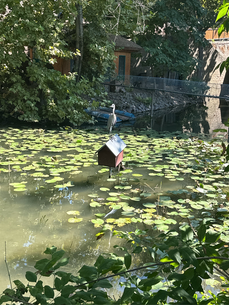 Een blauwe reiger staat op het dak van een huisje in het midden van een met waterlelies bedekte vijver. Bomen en een oeverzone zijn op de achtergrond zichtbaar.
