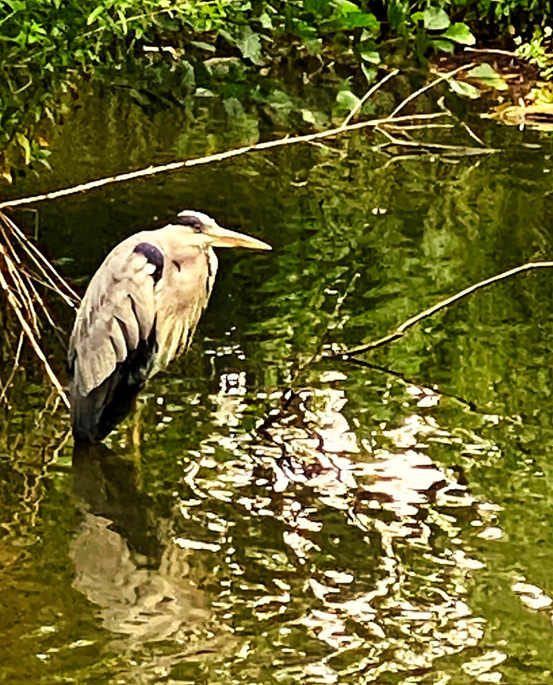 Een blauwe reiger staat roerloos in het ondiepe water bij de groen begroeide oever van een waterpartij. Het dier is duidelijk zichtbaar in zijaanzicht.