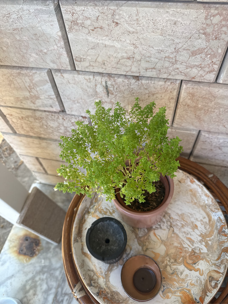 Griekse basilicum — Bild 2