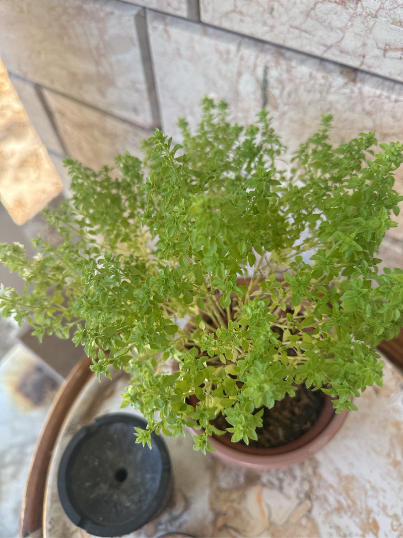 Griekse basilicum — Bild 1